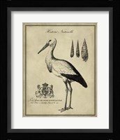 Antiquarian Stork Fine Art Print