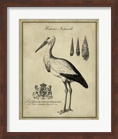 Antiquarian Stork Fine Art Print