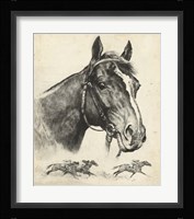 Gallant Fox Fine Art Print