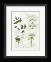 Oregano & Mint Fine Art Print