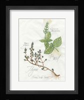 Basil & Thyme Framed Print
