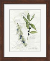 Bay Leaf & Juniper Fine Art Print