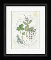 Parsley & Sage Framed Print