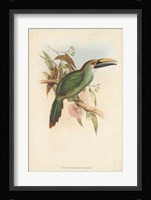 Tropical Toucans I Fine Art Print