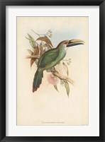 Tropical Toucans I Fine Art Print