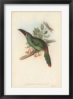 Tropical Toucans II Fine Art Print