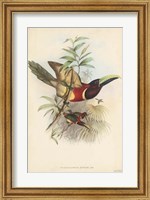 Tropical Toucans III Fine Art Print