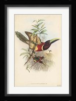 Tropical Toucans III Fine Art Print
