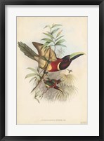 Tropical Toucans III Fine Art Print