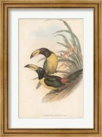 Tropical Toucans IV Fine Art Print