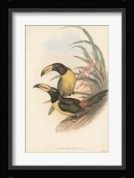 Tropical Toucans IV Fine Art Print