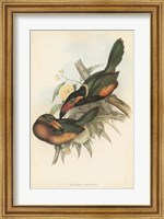 Tropical Toucans V Fine Art Print