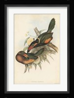 Tropical Toucans V Fine Art Print