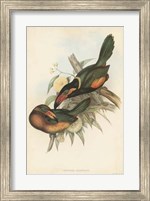 Tropical Toucans V Fine Art Print