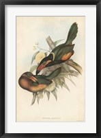 Tropical Toucans V Fine Art Print