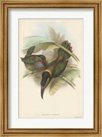 Tropical Toucans VI Fine Art Print