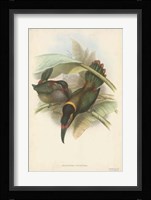Tropical Toucans VI Fine Art Print