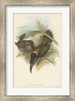 Tropical Toucans VI Fine Art Print
