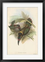 Tropical Toucans VI Fine Art Print