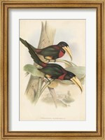 Tropical Toucans VII Fine Art Print