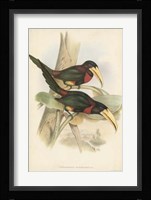 Tropical Toucans VII Fine Art Print