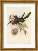 Tropical Toucans VIII Fine Art Print