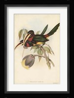 Tropical Toucans VIII Fine Art Print