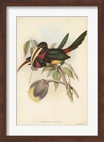 Tropical Toucans VIII Fine Art Print