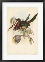 Tropical Toucans VIII Fine Art Print