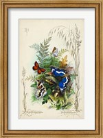 Victorian Butterfly Garden III Fine Art Print