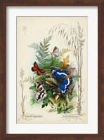 Victorian Butterfly Garden III Fine Art Print