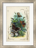 Victorian Butterfly Garden IV Fine Art Print