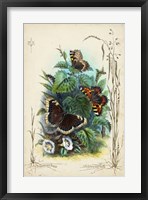 Victorian Butterfly Garden IV Fine Art Print