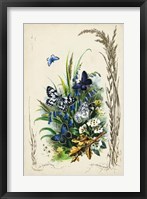 Victorian Butterfly Garden VIII Fine Art Print