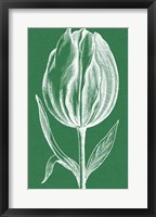 Chromatic Tulips II Fine Art Print