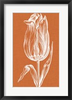 Chromatic Tulips III Fine Art Print
