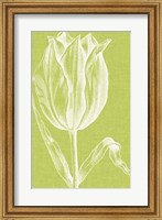 Chromatic Tulips VI Fine Art Print