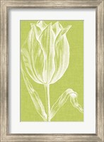 Chromatic Tulips VI Fine Art Print