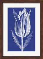 Chromatic Tulips VII Fine Art Print