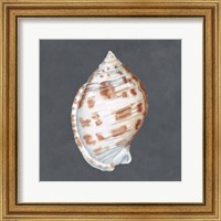 Shell on Slate I Fine Art Print