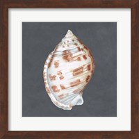 Shell on Slate I Fine Art Print