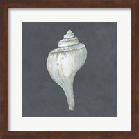 Shell on Slate IV Fine Art Print
