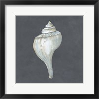 Shell on Slate IV Fine Art Print