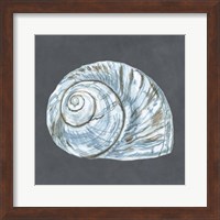 Shell on Slate VIII Fine Art Print