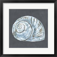 Shell on Slate VIII Fine Art Print