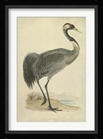 Morris Crane I Framed Print