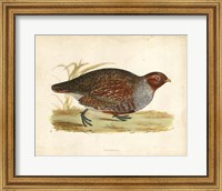 Morris Pheasants I Fine Art Print