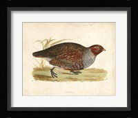 Morris Pheasants I Fine Art Print