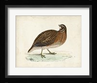 Morris Pheasants IV Fine Art Print
