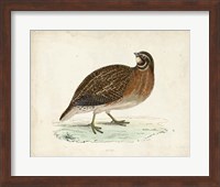 Morris Pheasants IV Fine Art Print